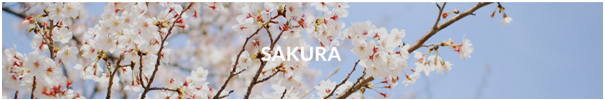 Introducing: The Sakura Collection