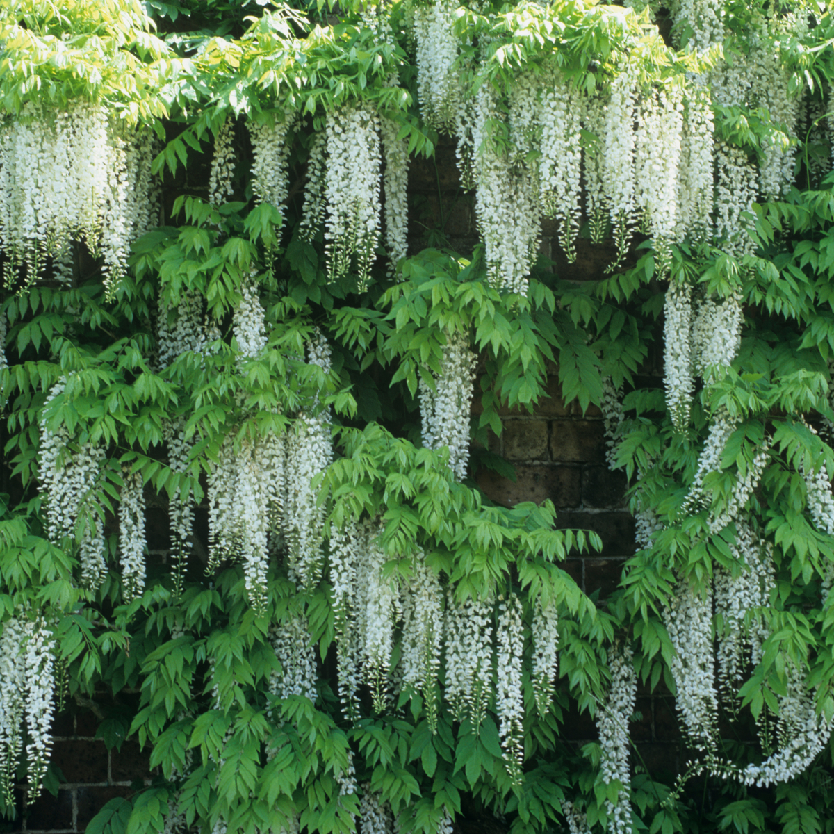 wisteria flowers hampton court palace
