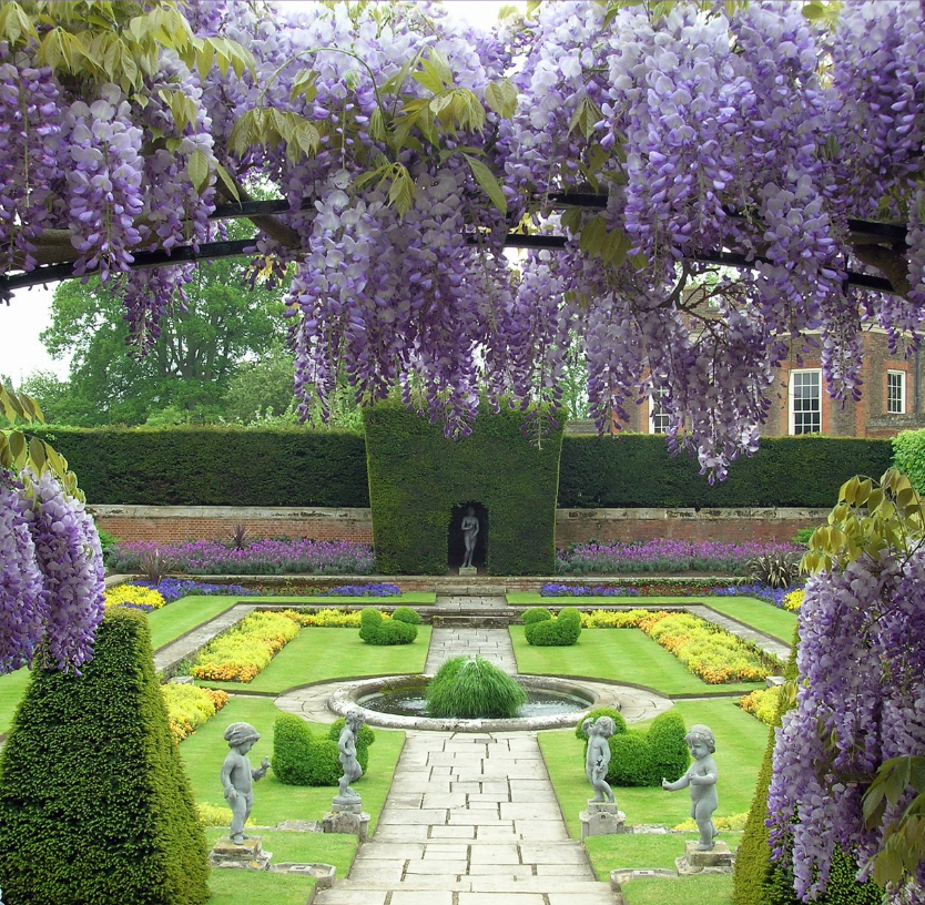 wisteria flowers hampton court palace